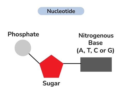 Dna Nucleotide Base Royalty Free Images Stock Photos Pictures