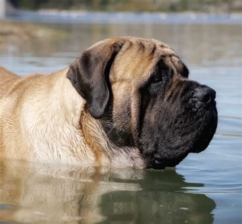 How Much Does An English Mastiff Cost Can You Afford An English