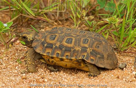 Speke S Hingeback Tortoise Stock Photo Minden Pictures