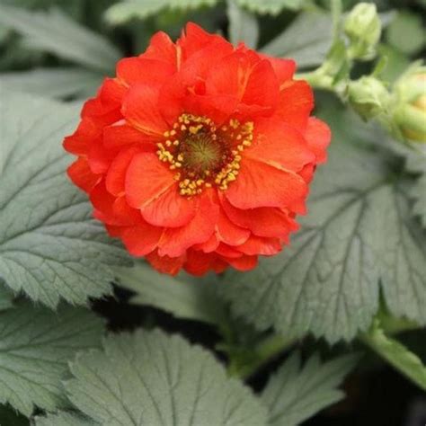 Geum Mrs Bradshaw Flower Seeds Geum Chiloense 50seeds Etsy