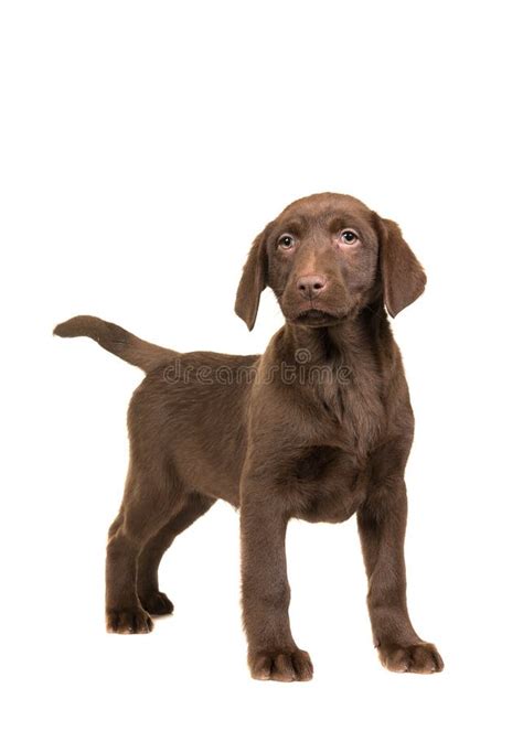 Pretty Brown Labrador Retriever Puppy Facing The Camera Standing Stock