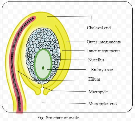 Starting From The Innermost Part The Correct Sequence Of Parts In An