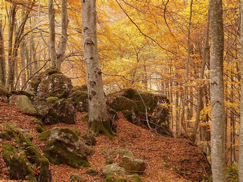 Foliage Sul Monte Amiata Vademecum Tours