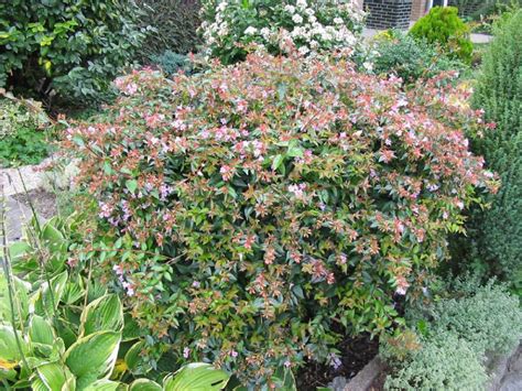 Abelia Edward Goucher Bloemenpark Appeltern