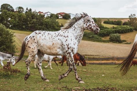 Portrait Of Knabstrupper Breed Horse - White With Brown Spots Stock Photo - Image of rural ...