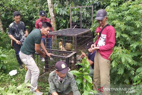 Bksda Sumsel Pasang Perangkap Beruang Di Pagar Alam Antara News