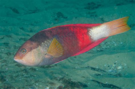 Crimsonband Wrasse Fishes Of Cabbage Tree Bay Aquatic Reserve Sydney