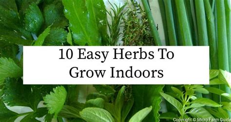 The Easiest Herbs To Grow Indoors For Beginners Micro Farm Guide