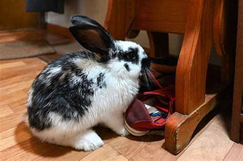 How To Care For Rabbit Teeth Andy By Anderson Hay Blog