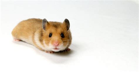 Teddy Bear Hamster Pictures - AZ Animals