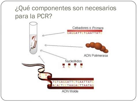 Reacción En Cadena De La Polimerasa Pcr