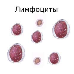 Лимфоциты: количество, где находятся, строение, классификация и функции