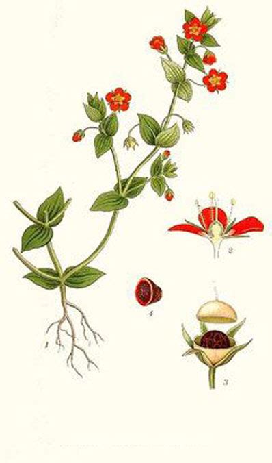 Scarlet Pimpernel Facts And Health Benefits