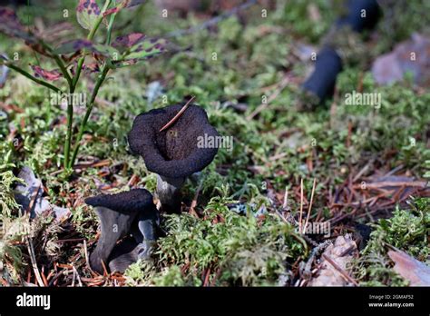 Deux Trompettes Noires Comestibles Craterellus Cornucopioides Dans La