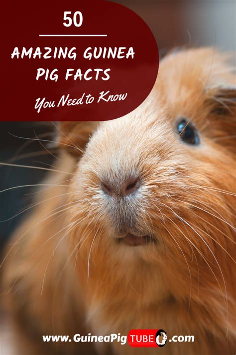 50 Amazing Guinea Pig Facts You Need To Know Artofit