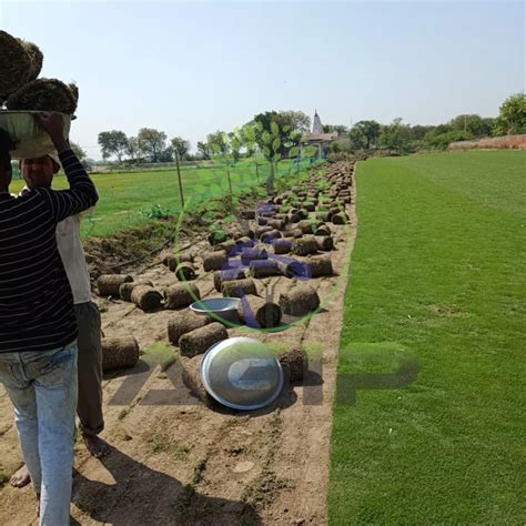 Green Round Natural Nilgiri Grass For Fruits 3 Feet At Rs 11 95 Sq Ft