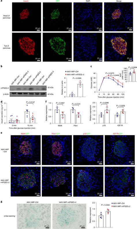 Cell Specific Mpges Overexpression Impairs Glucose Metabolism And