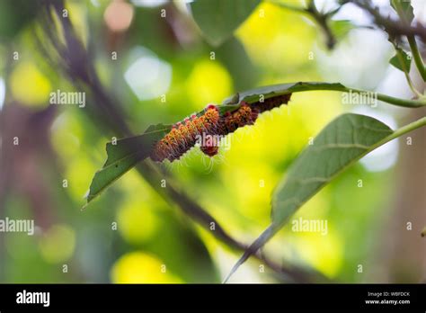 The Three Caterpillars Hi Res Stock Photography And Images Alamy