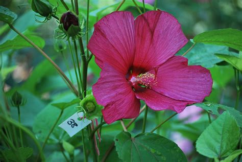 30 red Hardy hibiscus seeds Hardy hibiscus Hibiscus Swamp | Etsy