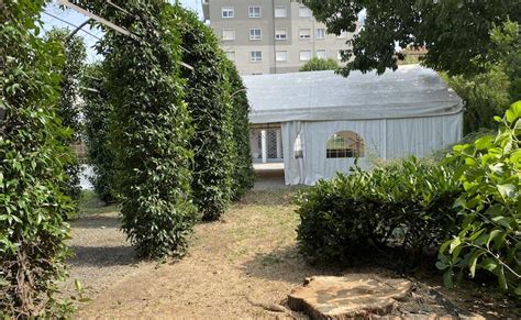 Germignaga Due Alberi Abbattuti Nel Patrimonio Verde Lombardianera It