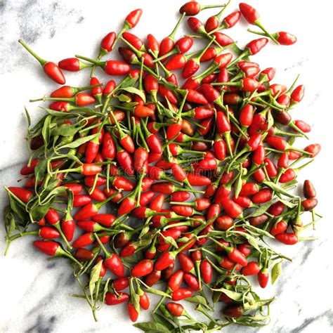 Thai Chili Peppers Stock Photo Image Of Spicy Super 59602828