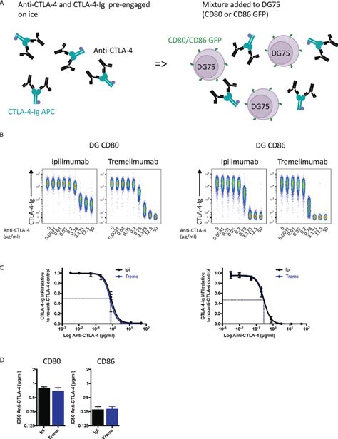 Pre Engagement Of Ipilimumab And Tremelimumab With Soluble Ctla Ig