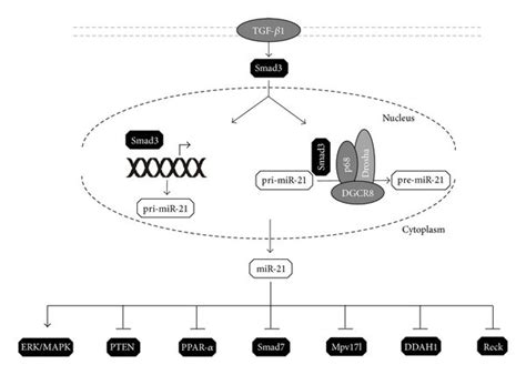 Mir Regulation And Mode Of Action Upon Activation Smad Is