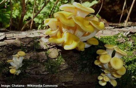 Types of Yellow Mushrooms (with Pictures) – Identification Guide • Air Gun Maniac