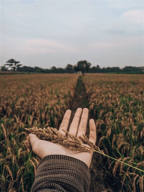 Harvest Background Landscape Photos, Download The BEST Free Harvest ...