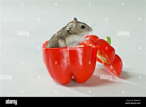 Dzhungarian Dwarf Hamster In Red Capsicum Phodopus Sungorus Stock