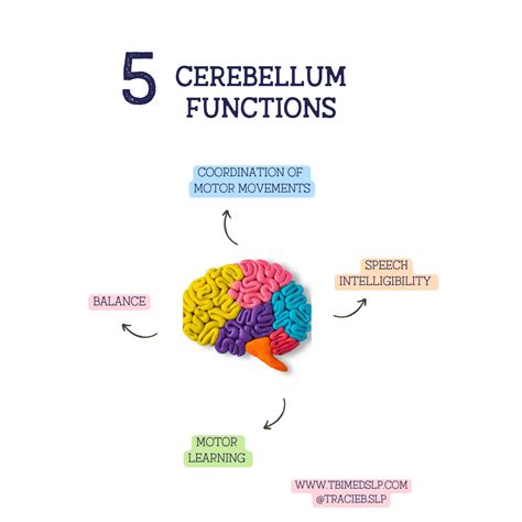 The Cerebellum: Function and Facts — TBI MedSLP