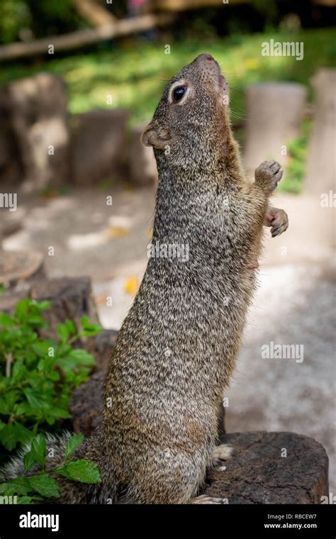 Squirrel Stand Close Up Stock Photo Alamy