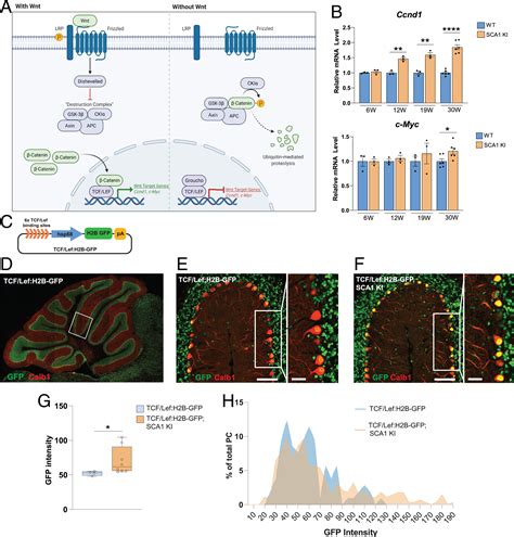 Differential effects of Wnt β catenin signaling in Purkinje cells and