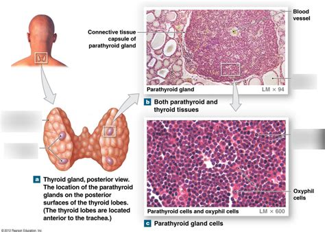 Parathyroid Gland Diagram Quizlet