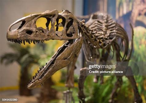 Allosaurus Skeleton Photos and Premium High Res Pictures - Getty Images