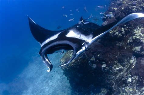 Diving With Manta Rays The 10 Best Places On Earth