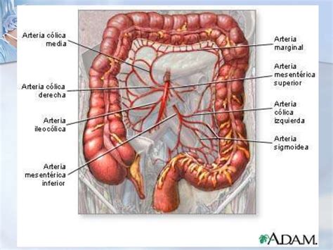 Sistema Arterial Abdominal