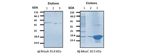 Protein Analysis Using Sds Gel Stained With Coomassie Brilliant Blue Download Scientific