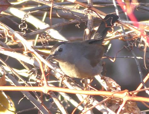 Ebird Qu Bec Checklist Nov Parc N El Langlois Beauport