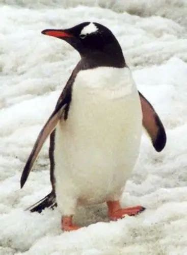 10 Interesting Gentoo Penguin Facts | My Interesting Facts