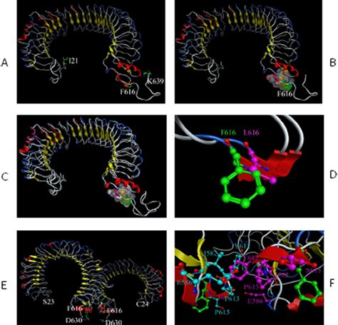 Structural Correlates Of The Amino Acid Residue 615 On TLR5 Protein