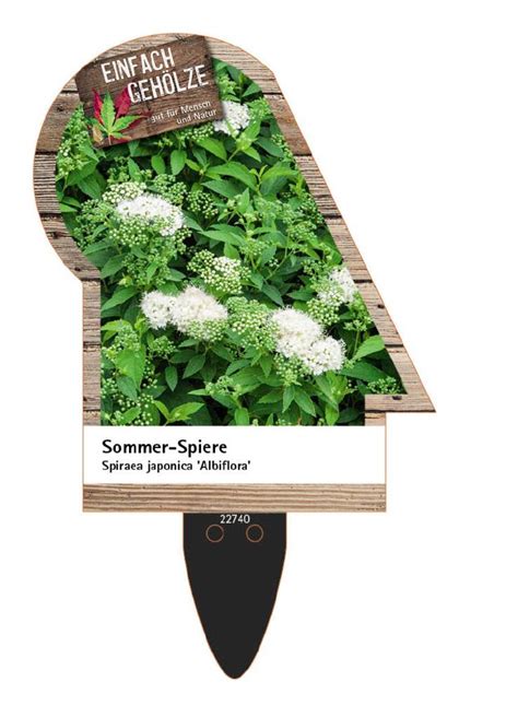 Spiraea Japonica Albiflora Japanische Sommer Spiere H U Ermann