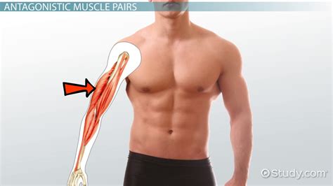 Agonist vs. Antagonist Muscle | Definition, Contraction & Example - Lesson | Study.com