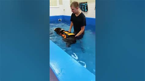 Dog At Water Therapy For Degenerative Myelopathy Youtube