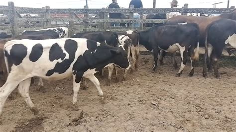 Feira De Gado Muitas Bezerras Em Capoeiras Pe De Agosto De