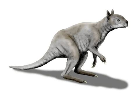 Giant Kangaroo Had Crushing Bites Kangaroo Species Kangaroo Marsupial