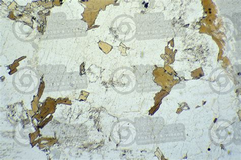 Lasberger Granite Austria Thin Section In Plane Polarized Light 32x