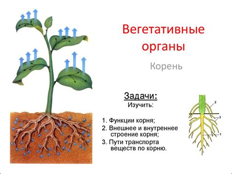 Вегетативные органы растений. Корень - презентация онлайн