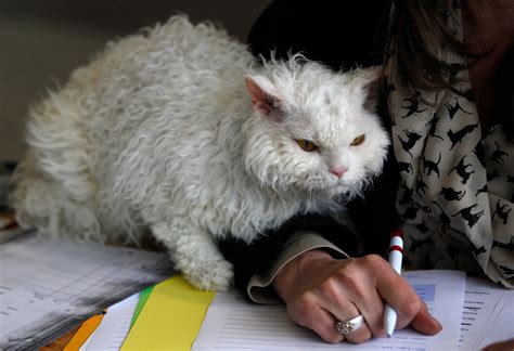 Poodle Cats Now An Official Breed - Business Insider