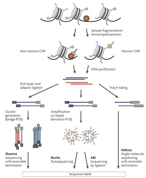 Chip Seq